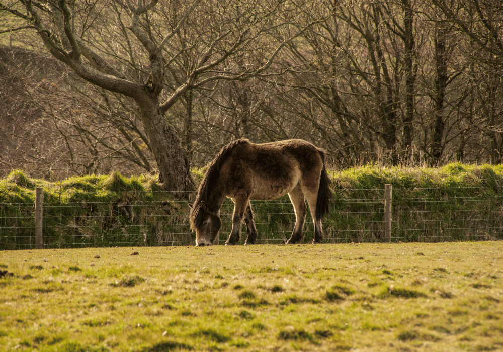 symptoms of laminitis in horses